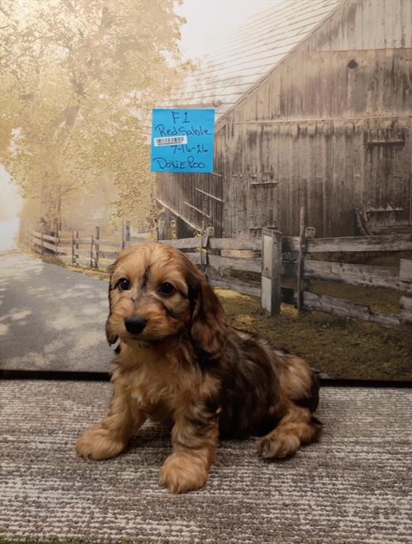 [#26528-04]  - Sable F Doxiepoo Puppies For Sale