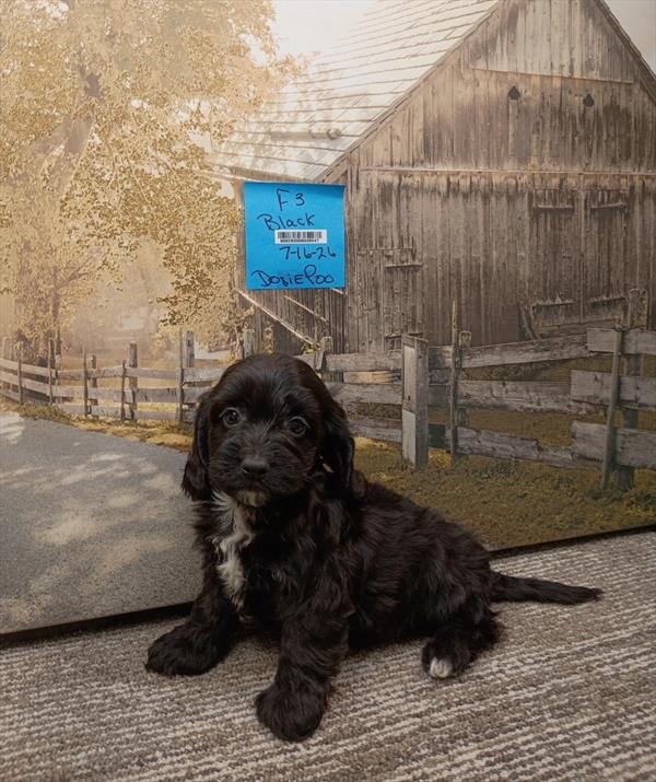 [#26528-06]  - Black F Doxiepoo Puppies For Sale