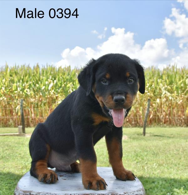[#26526-01]  - Black / Tan M Rottweiler Puppies For Sale