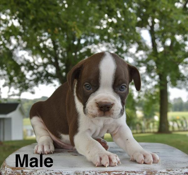 [#26530-01]  - Chocolate / White M Boston Terrier Puppies For Sale