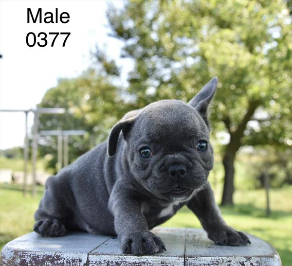 [#26531-01]  - Blue / White M French Bulldog Puppies For Sale