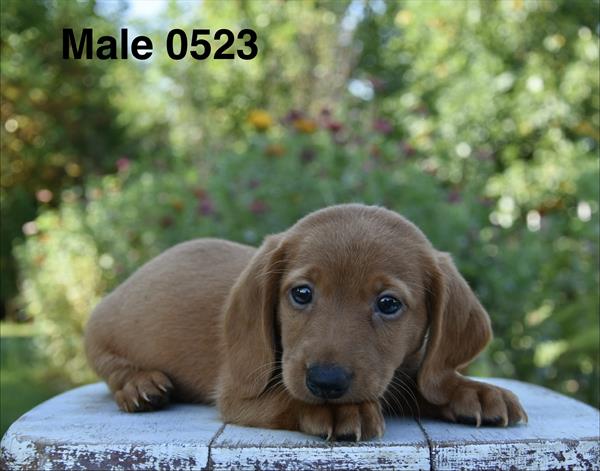 [#26532-02]  - Red M Dachshund Puppies For Sale
