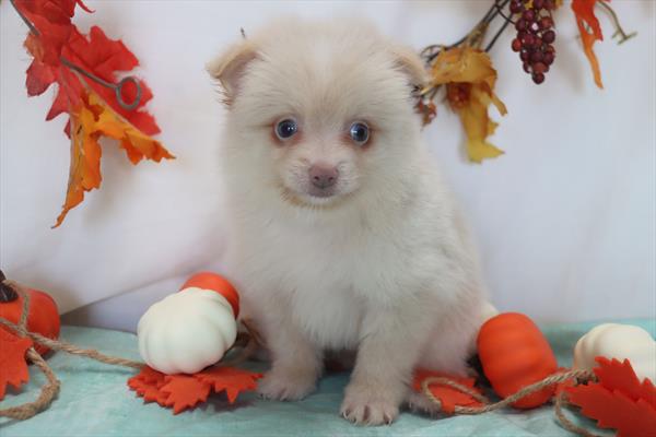 [#2693-02]  - Cream M Pomeranian Puppies For Sale