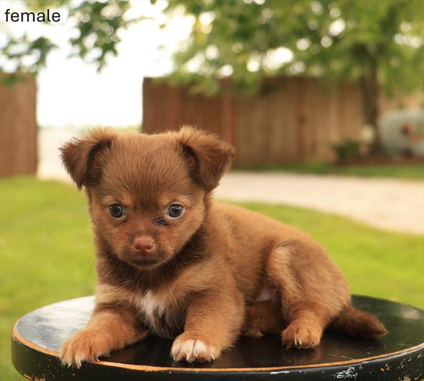 [#26533-02]  - Chocolate / Tan F Chihuahua Puppies For Sale