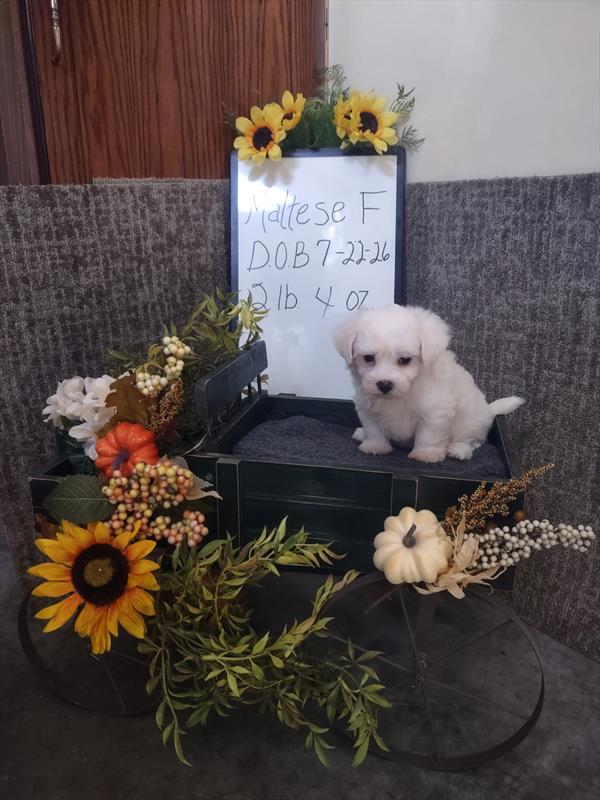 [#26539-03]  - White F Maltese Puppies For Sale