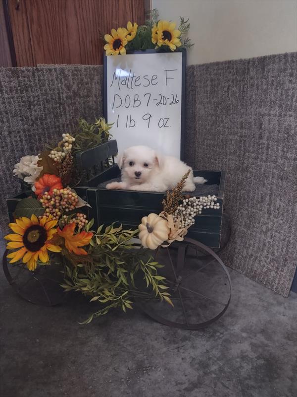 [#26540-04]  - White F Maltese Puppies For Sale