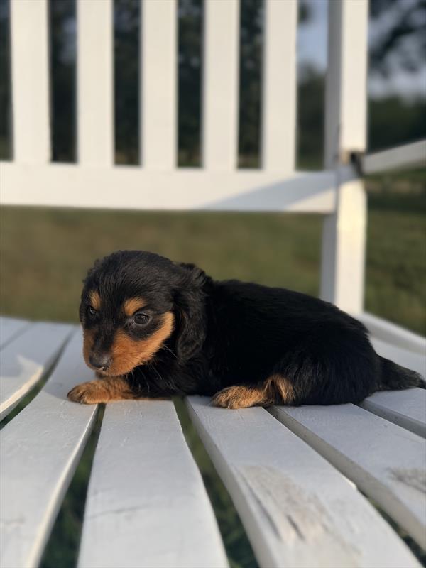 [#2664-01]  - Black / Tan M Dachshund Puppies For Sale