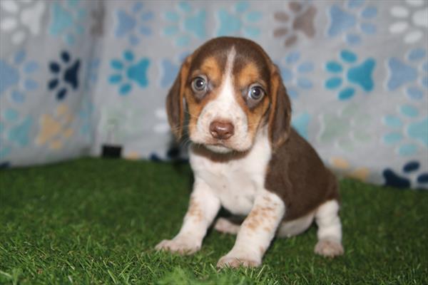 [#26296-01]  - Brown / White M Beagle Puppies For Sale