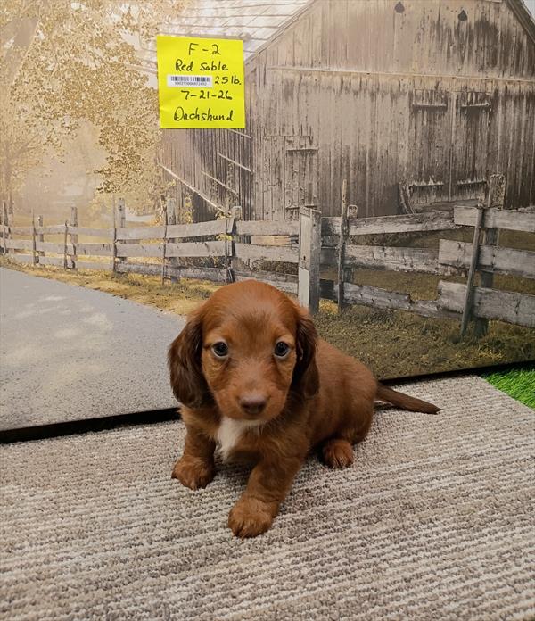 [#26521-02]  - Chocolate Sable F Dachshund Puppies For Sale