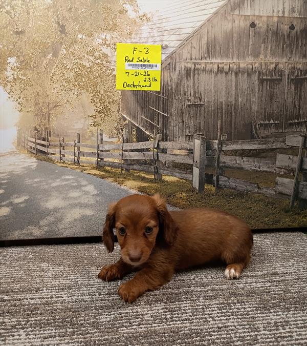 [#26521-03]  - Chocolate Sable F Dachshund Puppies For Sale