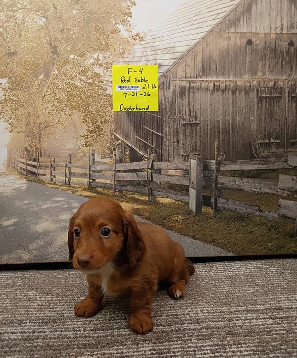[#26521-04]  - Chocolate Sable F Dachshund Puppies For Sale
