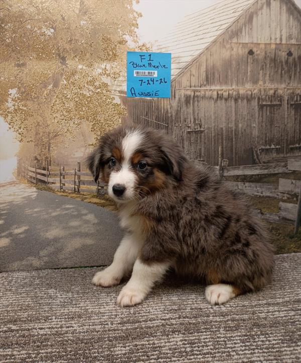 [#26540-01]  - Blue Merle F Miniature Australian Shepherd Puppies For Sale