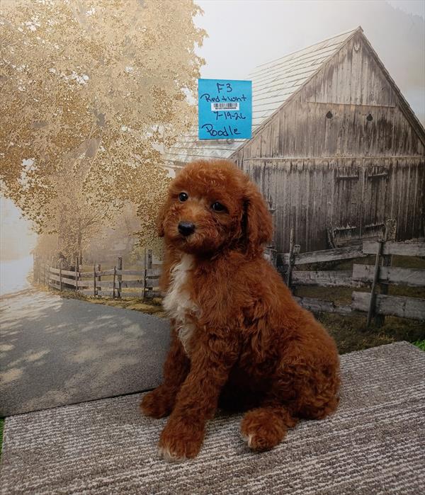 [#26548-05]  - Red F Poodle Moyen Puppies For Sale