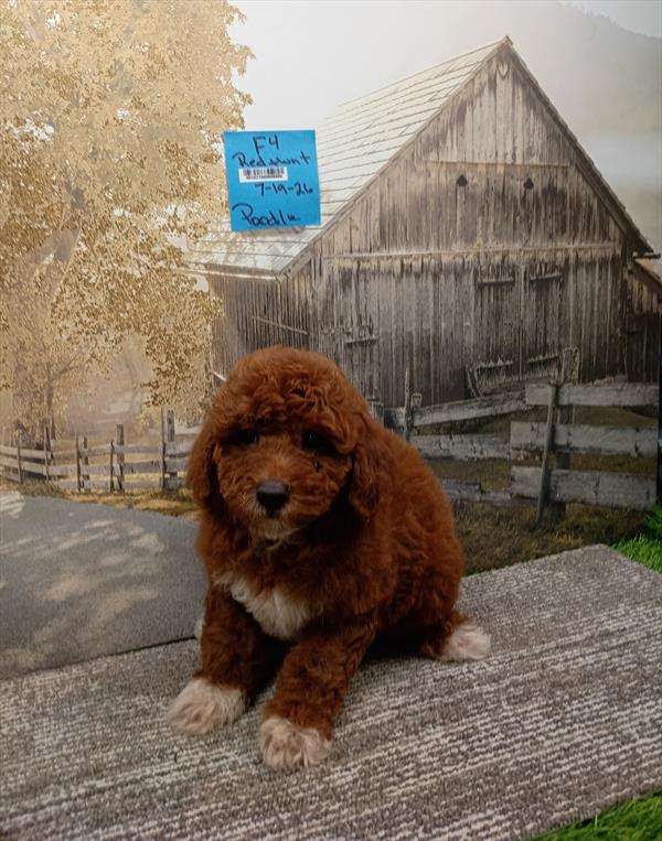 [#26548-06]  - Red F Poodle Moyen Puppies For Sale