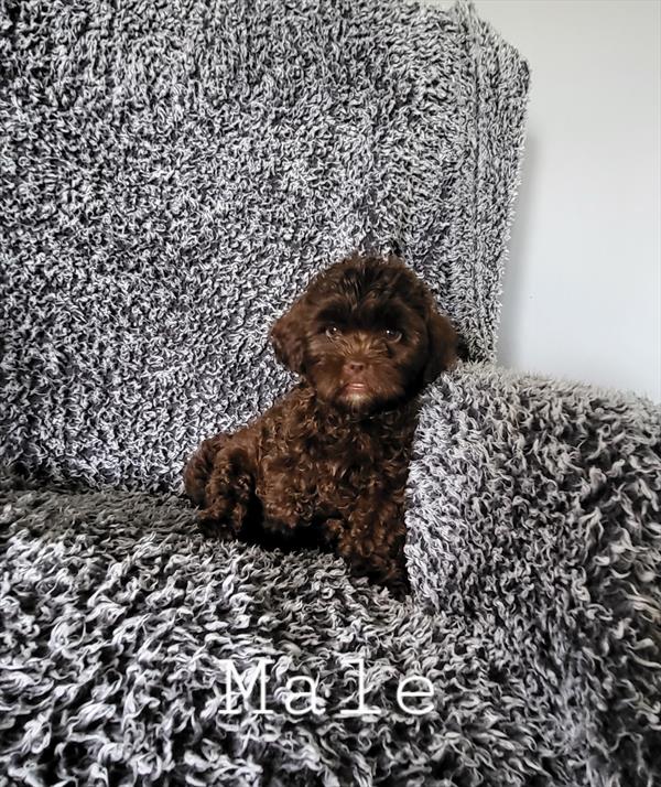 [#26549-01]  - Chocolate M ShihPoo Puppies For Sale