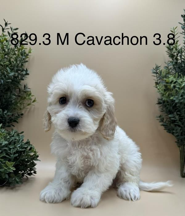 [#261829-03]  - Apricot M Cavachon Puppies For Sale