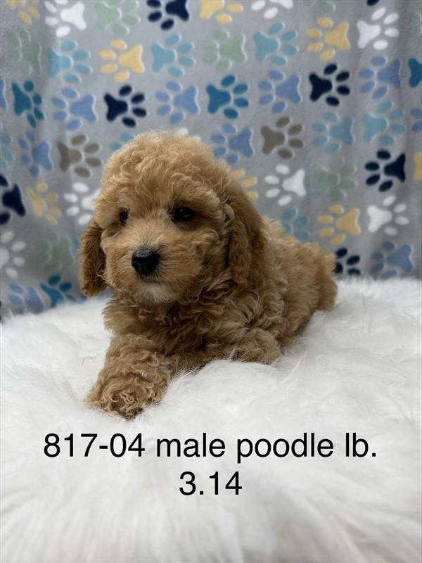 [#261817-04]  - Red M Poodle Puppies For Sale