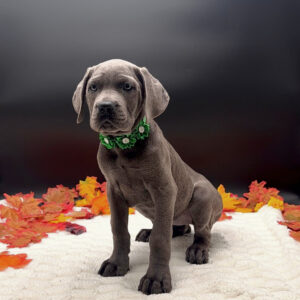 Petland Miami Cane Corso puppy available