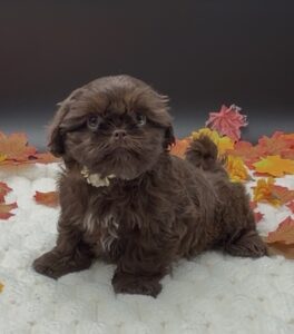 Petland Miami Shih Tzu puppy available