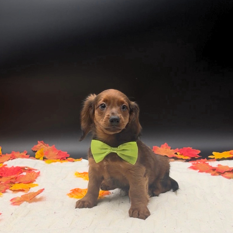 [#26528-02]  - Sable M Doxiepoo Puppies For Sale