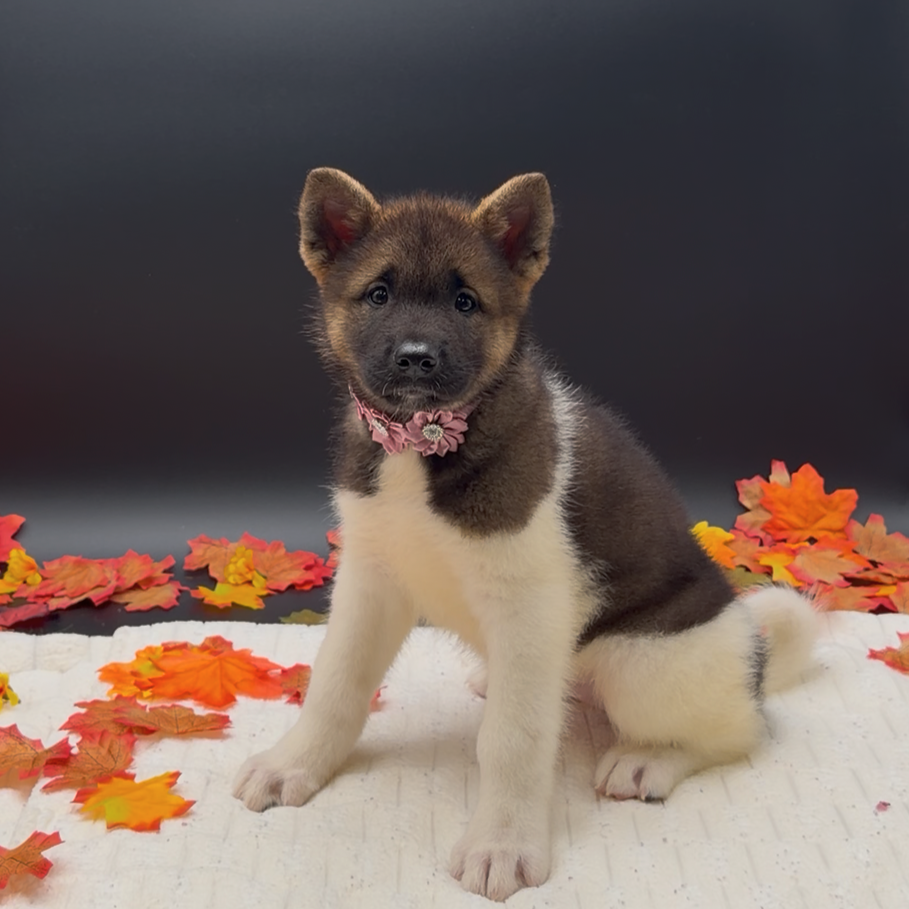 [#26273-08]  - Sable / White F Akita Puppies For Sale
