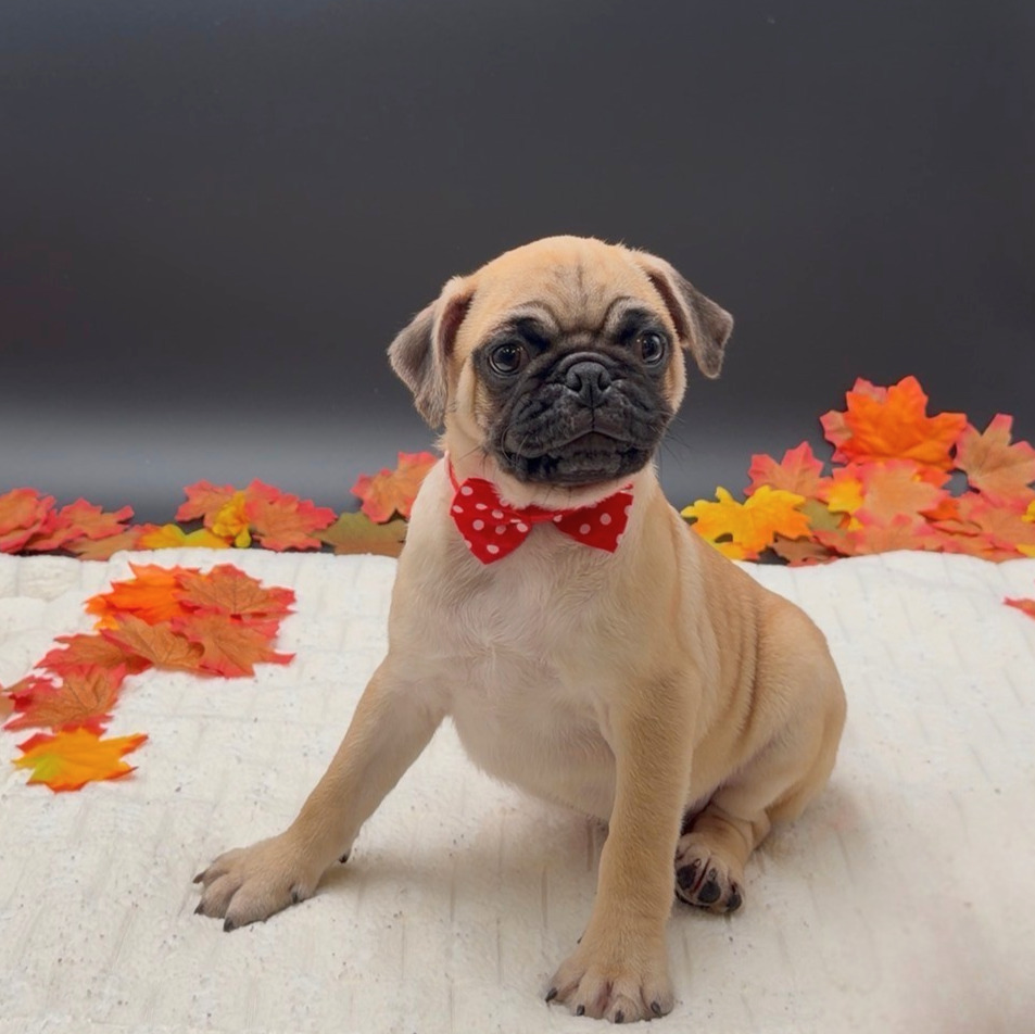 [#N09002]  - Fawn M Pug Puppies For Sale