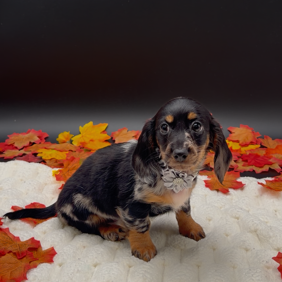 [#2633-03]  - Silver F Dachshund Puppies For Sale