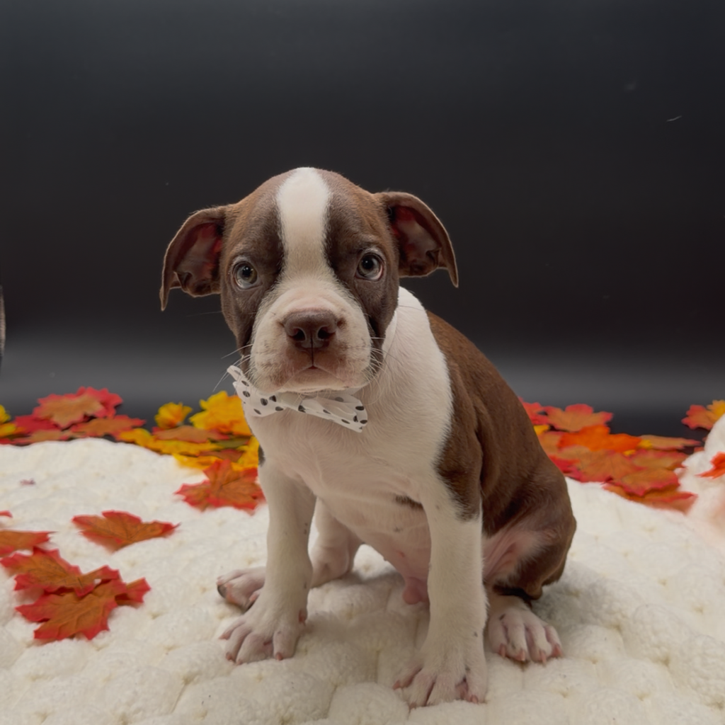 [#26530-01]  - Chocolate / White M Boston Terrier Puppies For Sale