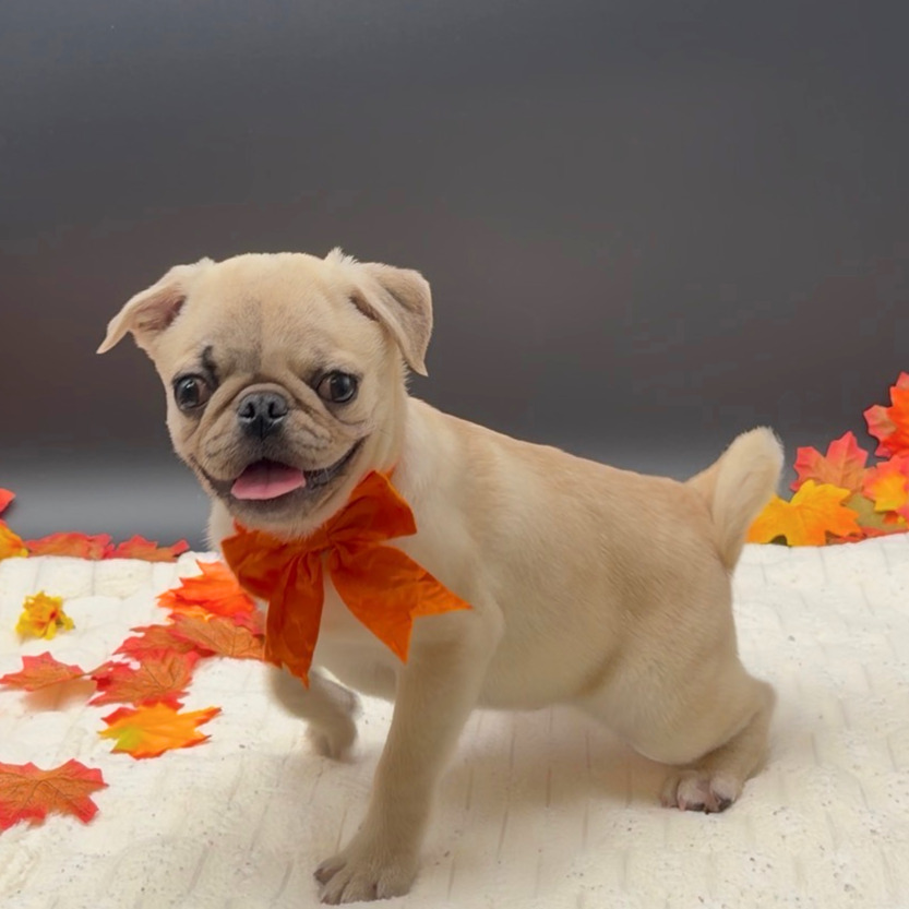 [#N08972]  - Fawn M Pug Puppies For Sale