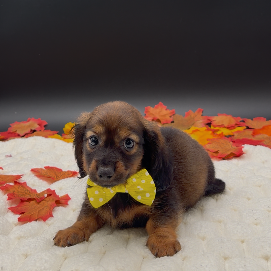 [#2633-01]  - Wild Boar M Dachshund Puppies For Sale