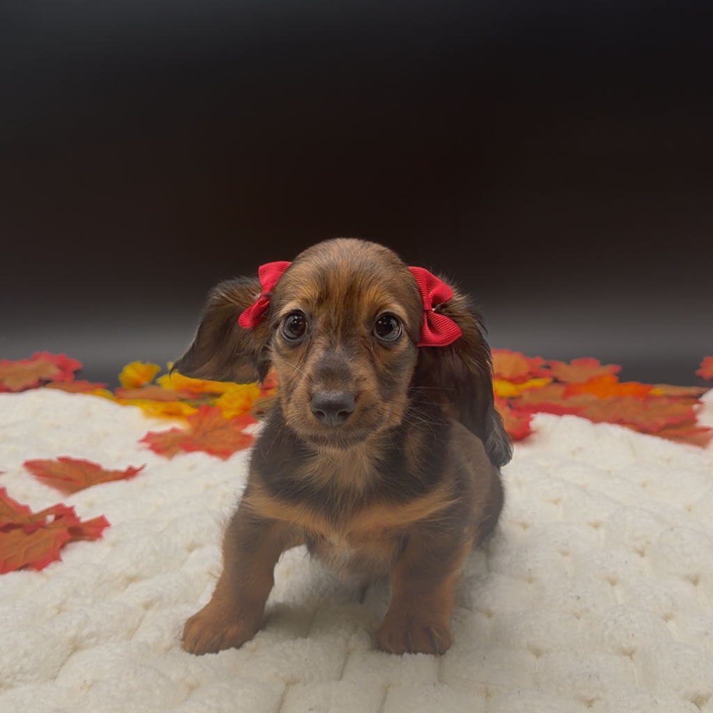 [#2633-04]  - Wild Boar F Dachshund Puppies For Sale