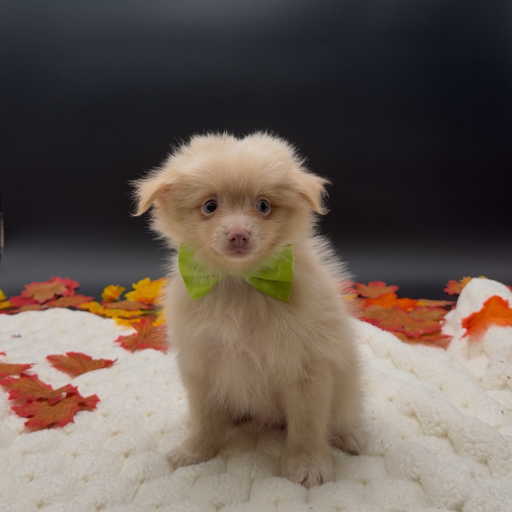 [#2693-02]  - Cream M Pomeranian Puppies For Sale