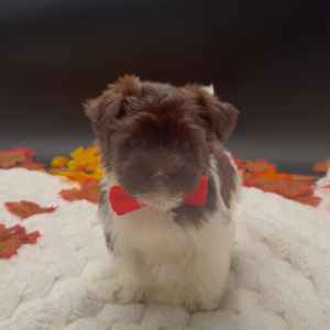 Petland Miami Havanese puppy available