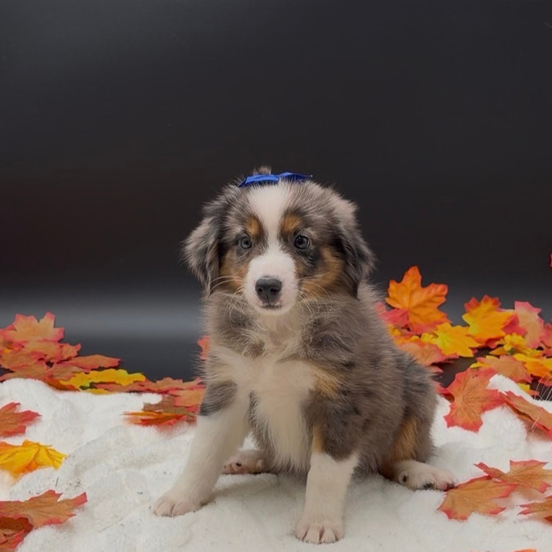 [#26540-01]  - Blue Merle F Miniature Australian Shepherd Puppies For Sale