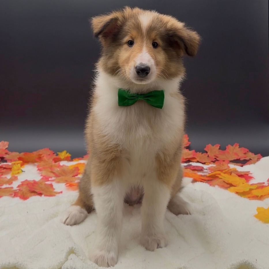 [#26286-02]  - Sable M Collie Puppies For Sale