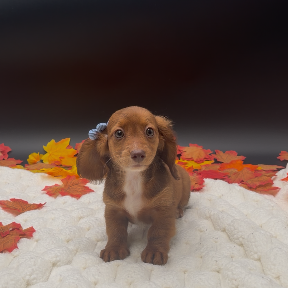 [#26521-03]  - Chocolate Sable F Dachshund Puppies For Sale
