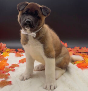 Petland Miami Akita puppy available