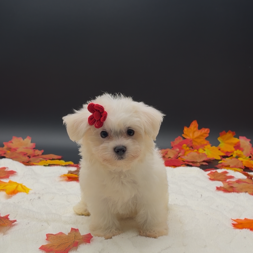 [#26539-03]  - White F Maltese Puppies For Sale