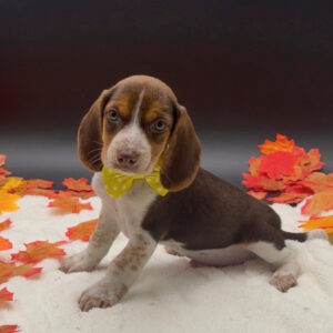 Petland Miami Beagle puppy available