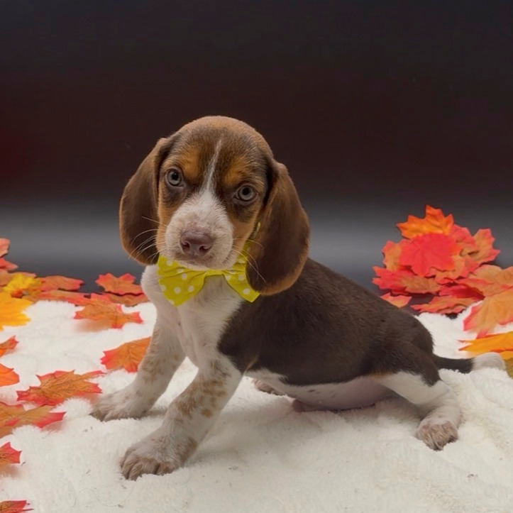 [#26296-01]  - Brown / White M Beagle Puppies For Sale