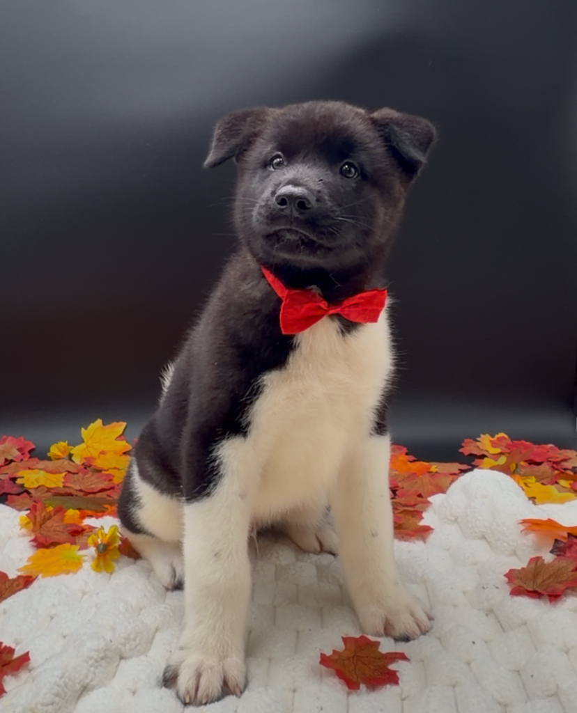 [#26272-03]  - Black / White M Akita Puppies For Sale