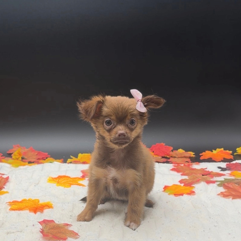 [#26533-02]  - Chocolate / Tan F Chihuahua Puppies For Sale