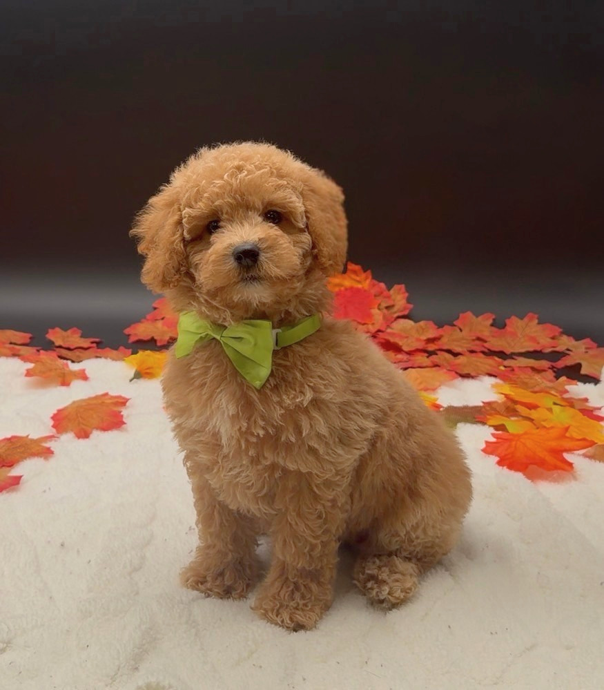 [#261817-04]  - Red M Poodle Puppies For Sale