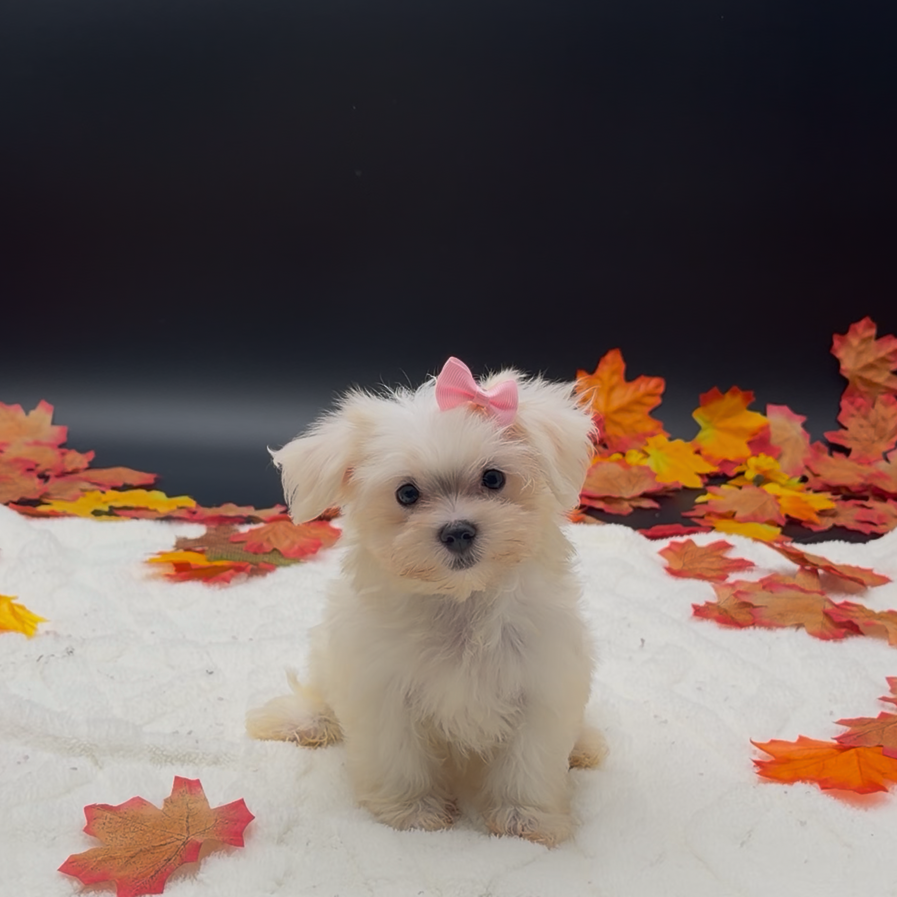[#26540-04]  - White F Maltese Puppies For Sale