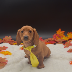 Petland Miami Dachshund puppy available