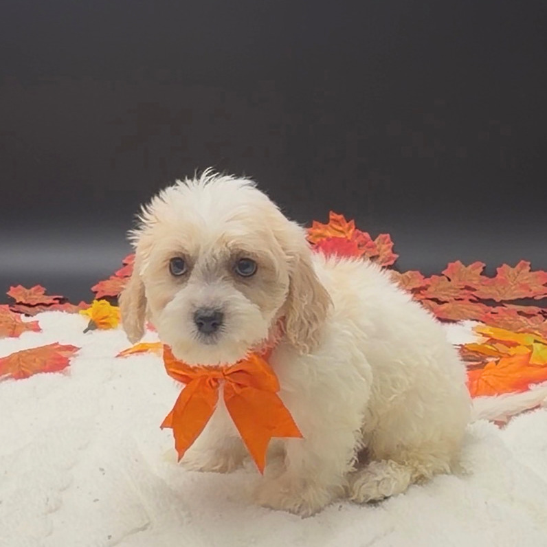 [#261829-03]  - Apricot M Cavachon Puppies For Sale