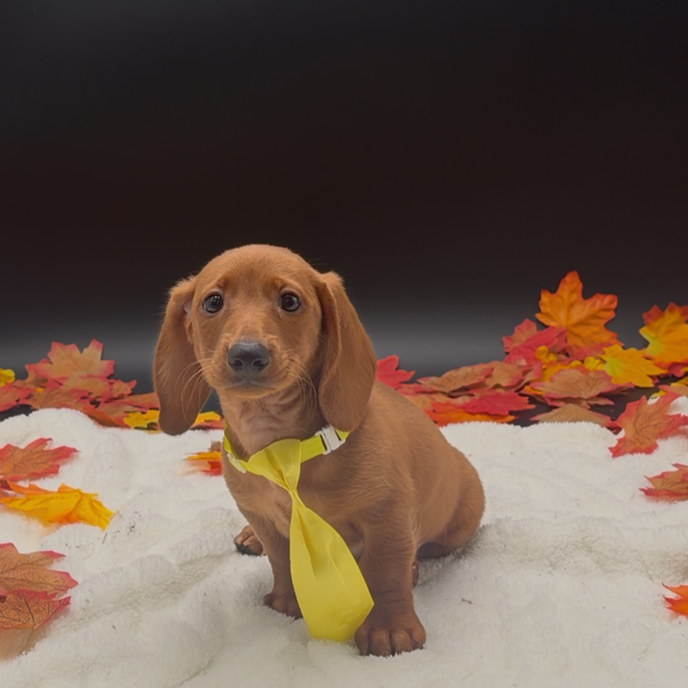 [#26532-02]  - Red M Dachshund Puppies For Sale