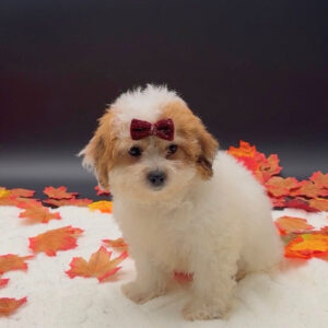 Petland Miami Teddy Bear puppy available