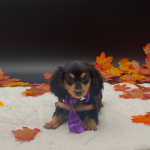 Dachshund