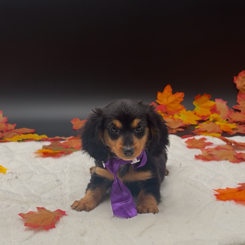 [#2664-01]  - Black / Tan M Dachshund Puppies For Sale